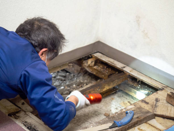 Best Toxic Mold Removal  in Monroe, OH