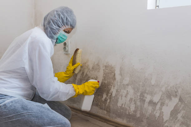 Best Certified Mold Removal  in Monroe, OH