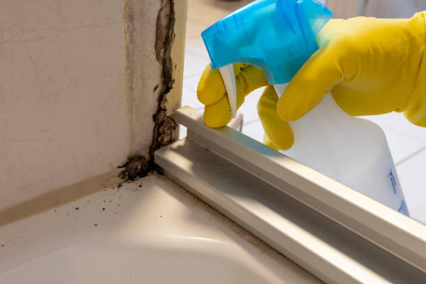 Certified Mold Removal in Monroe, OH