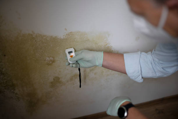 Best Residential Mold Removal  in Monroe, OH