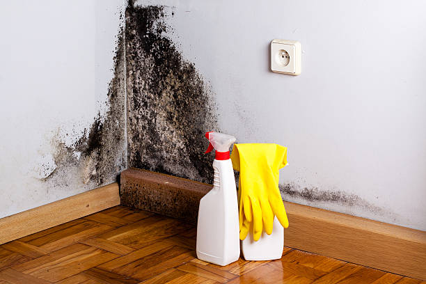 Best Professional Mold Removal  in Monroe, OH
