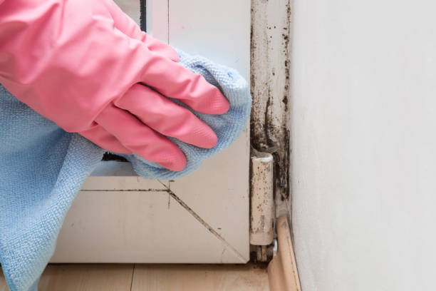 Professional Mold Removal in Monroe, OH