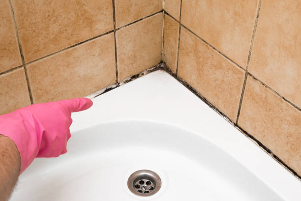 Best Mold Inspection  in Monroe, OH